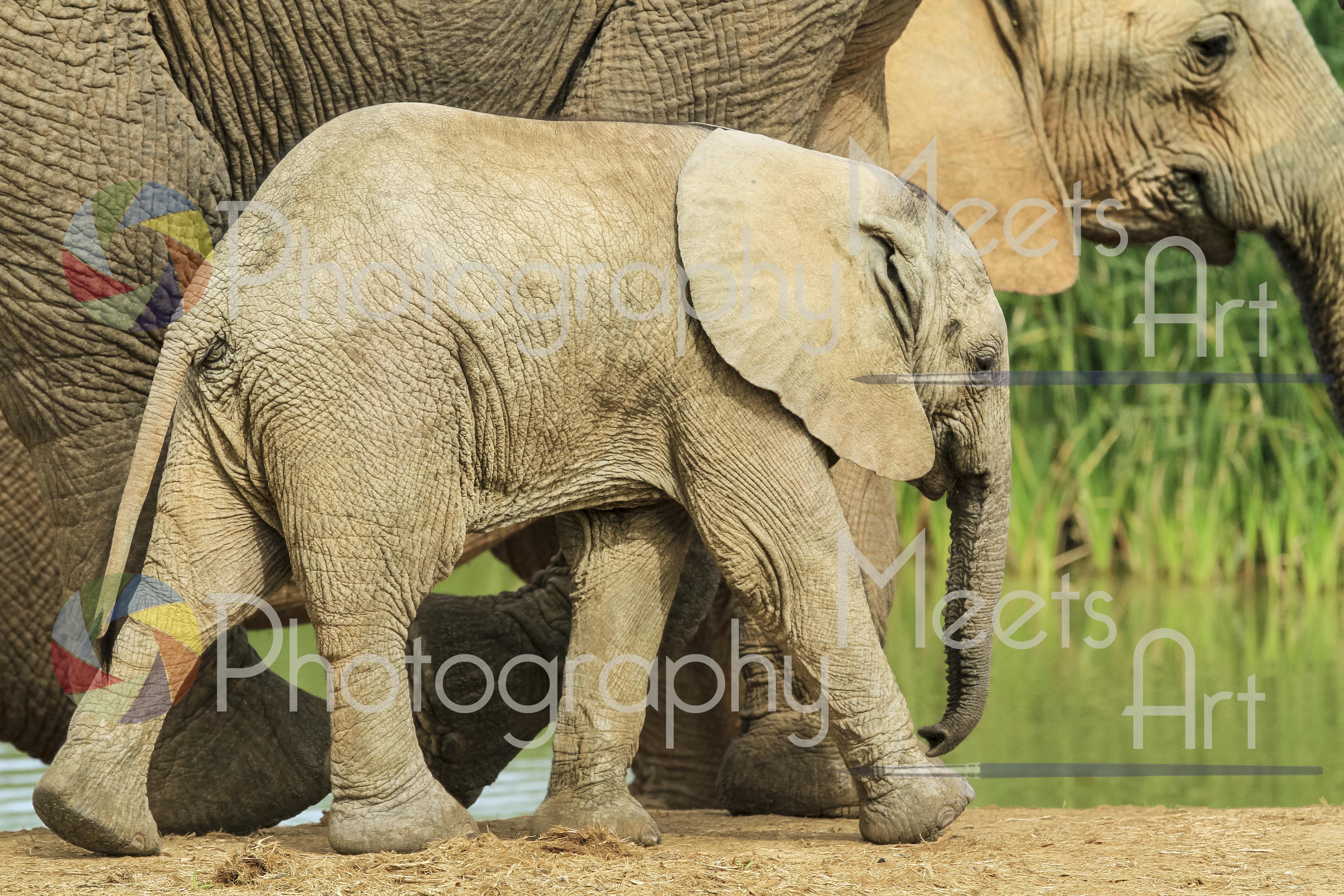 Zuid Afrika Addo Elephantpark